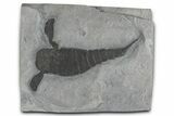 Eurypterus (Sea Scorpion) Fossil - New York #369248-1